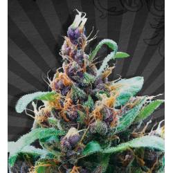 Purple Stilton Autofloreciente Feminizada de Auto Seeds