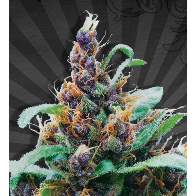 Purple Stilton Autofloreciente Feminizada de Auto Seeds