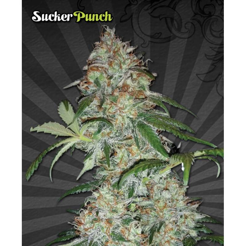 Sucker Punch Autofloreciente Feminizada de Auto Seeds