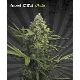 Sweet Cbd Autofloreciente de Auto Seeds
