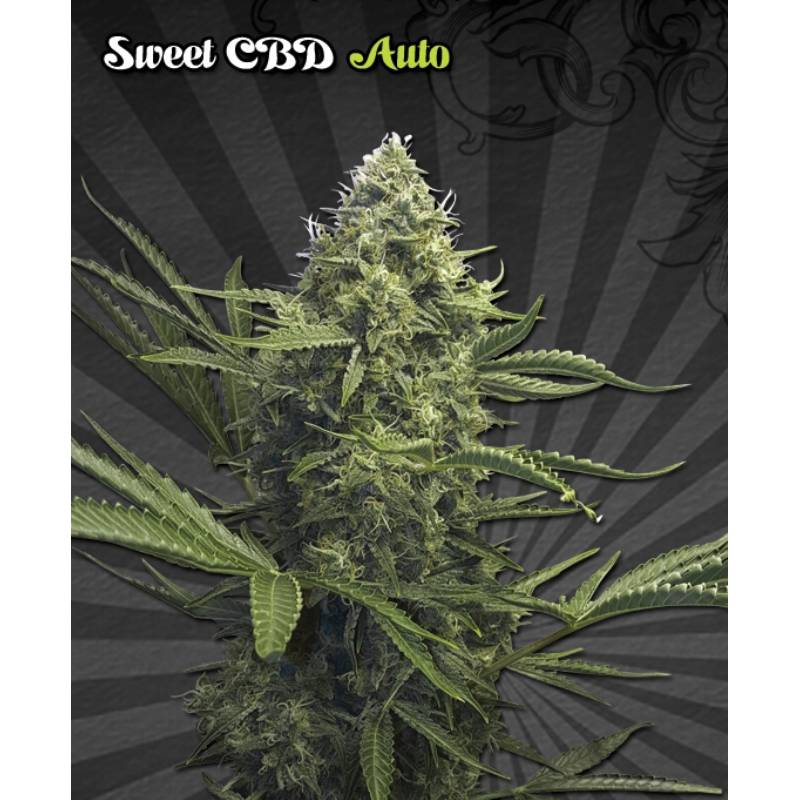 Sweet Cbd Autofloreciente de Auto Seeds