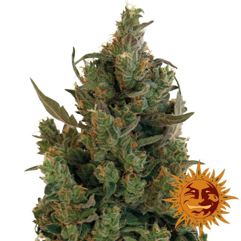 Blueberry Cheese Autofloreciente Feminizada de Barney's Farm