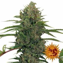 Critical Kush Autofloreciente Feminizada de Barney's Farm