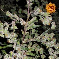 Dr. Grinspoon Feminizada