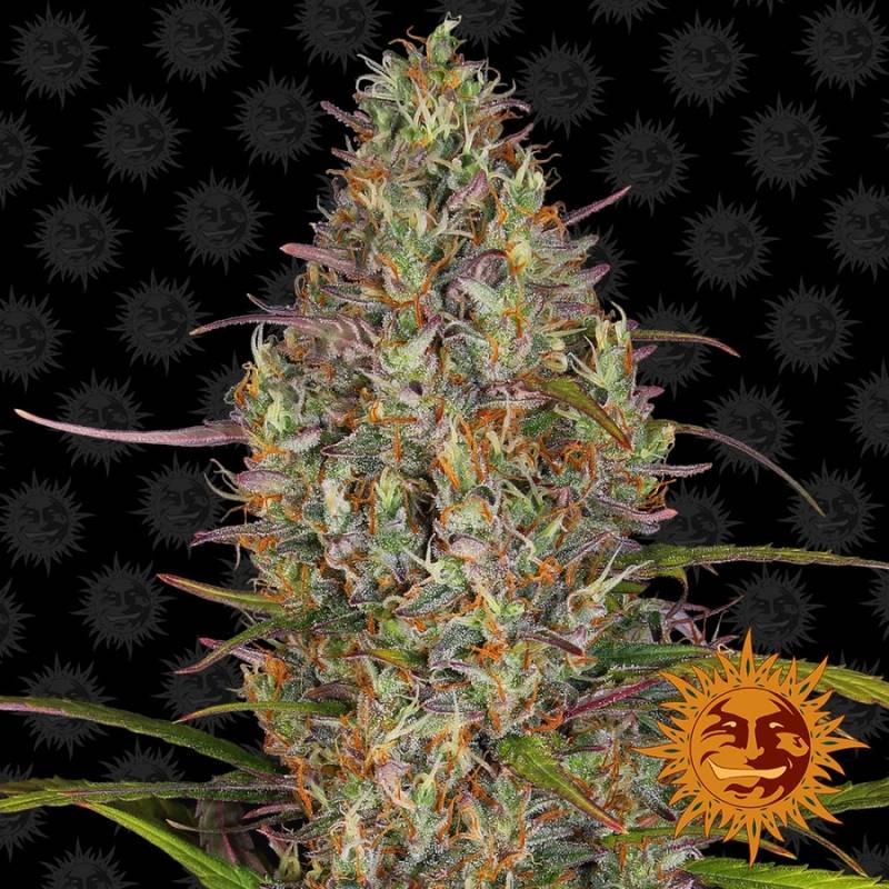 Glue Gelato Autofloreciente Feminizada de Barney's Farm