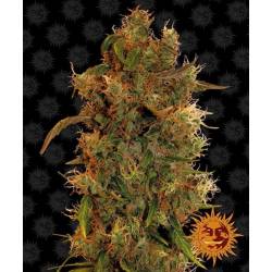 Gorilla Glue Autofloreciente de Barney's Farm