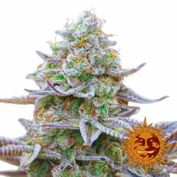 Gorilla Zkittlez Feminizada de Barney's Farm