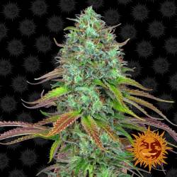 Lsd Autofloreciente de Barney's Farm