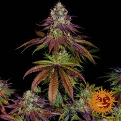 Mimosa Evo Feminizada de Barney's Farm