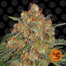 Orange Sherbet Feminizada de Barney's Farm