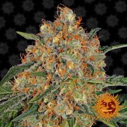 Orange Sherbet Feminizada de Barney's Farm