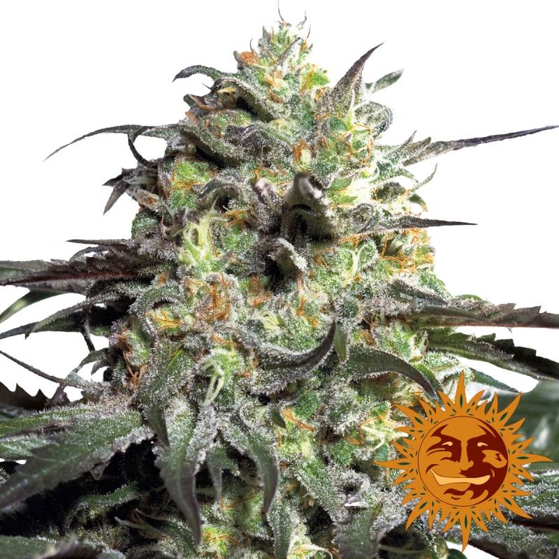 Peyote Cookies Feminizada de Barney's Farm