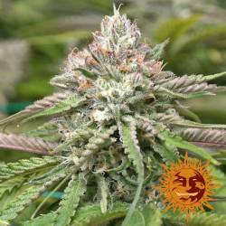 Peyote Critical Feminizada de Barney's Farm