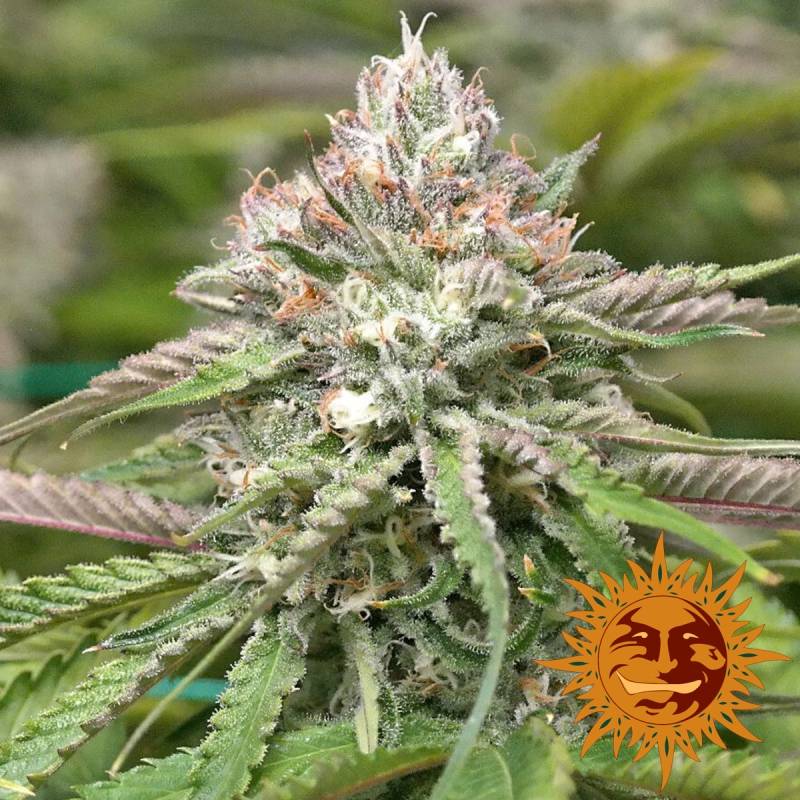 Peyote Critical Feminizada de Barney's Farm