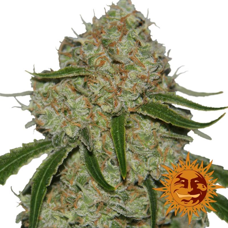 Phantom Og Feminizada de Barney's Farm