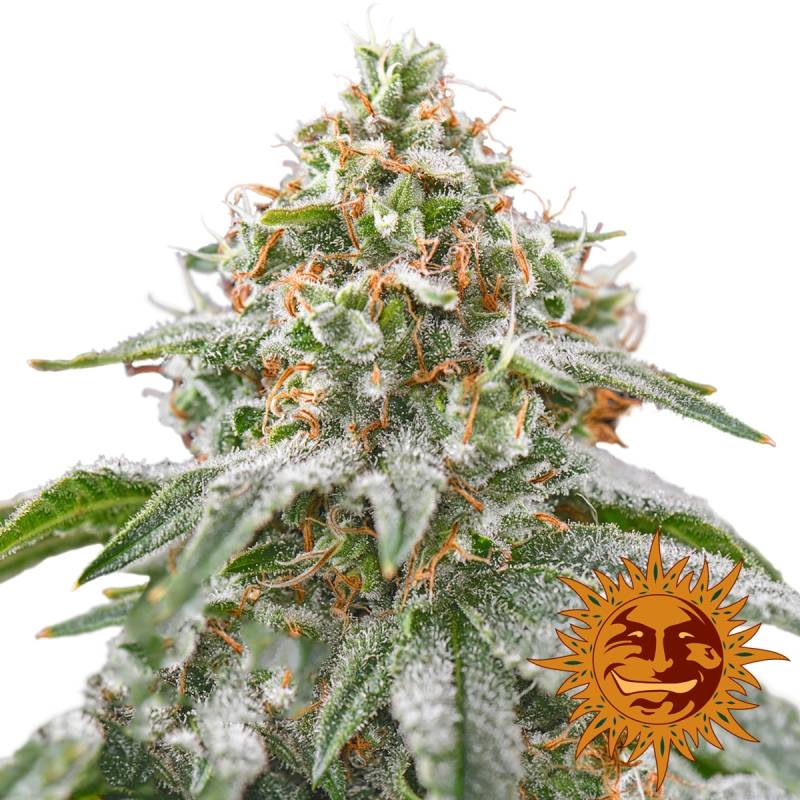 Pink Kush Feminizada de Barney's Farm