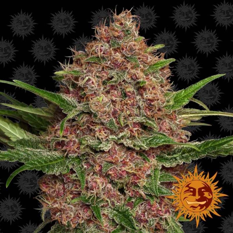 Purple Punch Autofloreciente de Barney's Farm