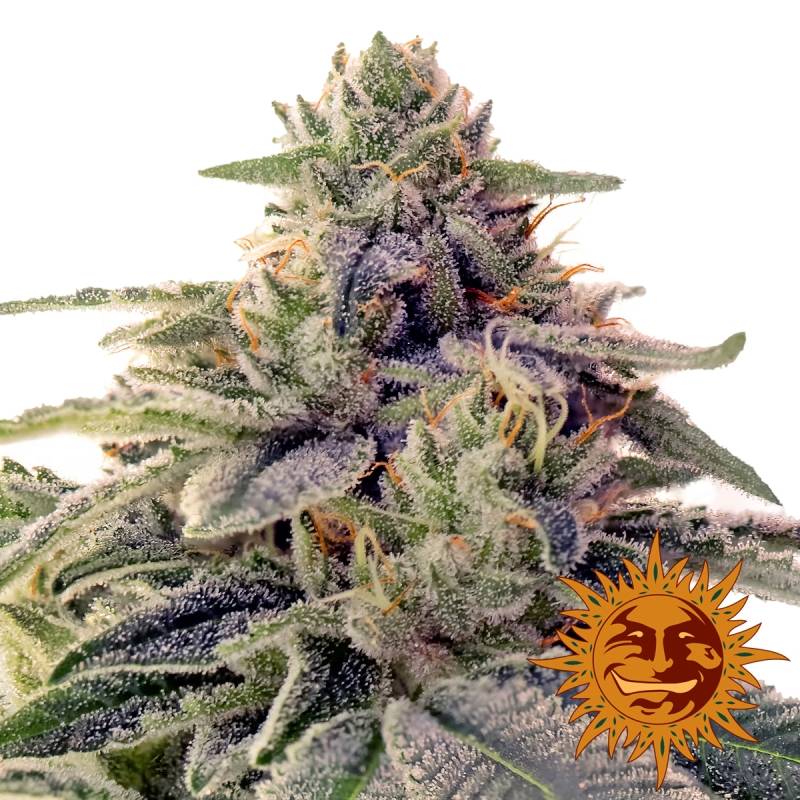 Shiskaberry Feminizada de Barney's Farm