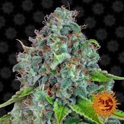 Strawberry Lemonade Feminizada de Barney's Farm