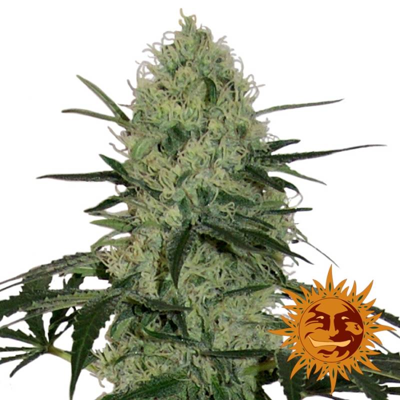 Tangerine Dream Autofloreciente de Barney's Farm