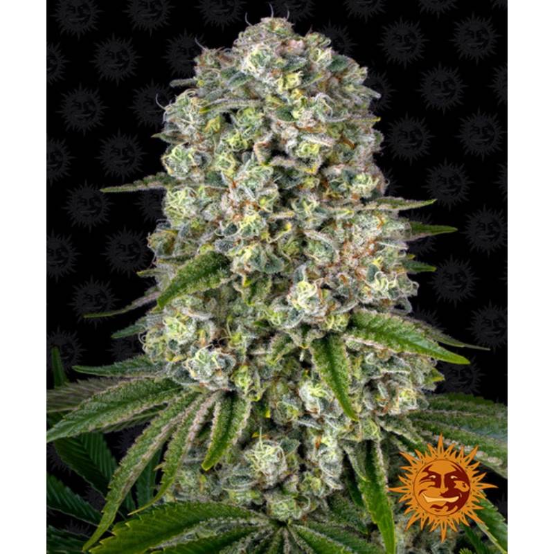 Tropicanna Banana Feminizada de Barney's Farm