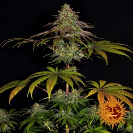 Wedding Cake Feminizada de Barney's Farm