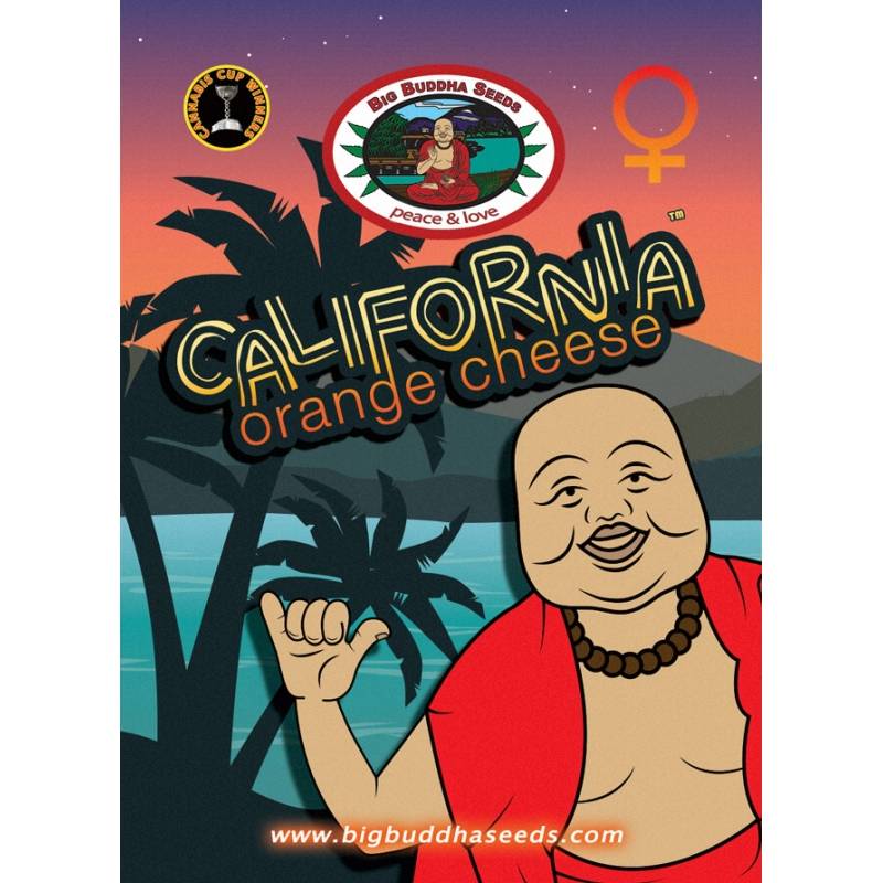 California Orange Cheese Feminizada de Big Buddha Seeds