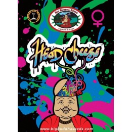 Head Cheese Feminizada de Big Buddha Seeds
