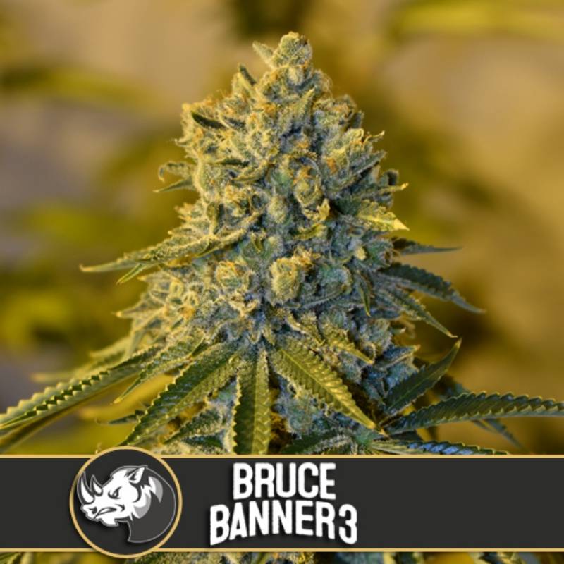 Bruce Banner 3 Feminizada de Blimburn Seeds