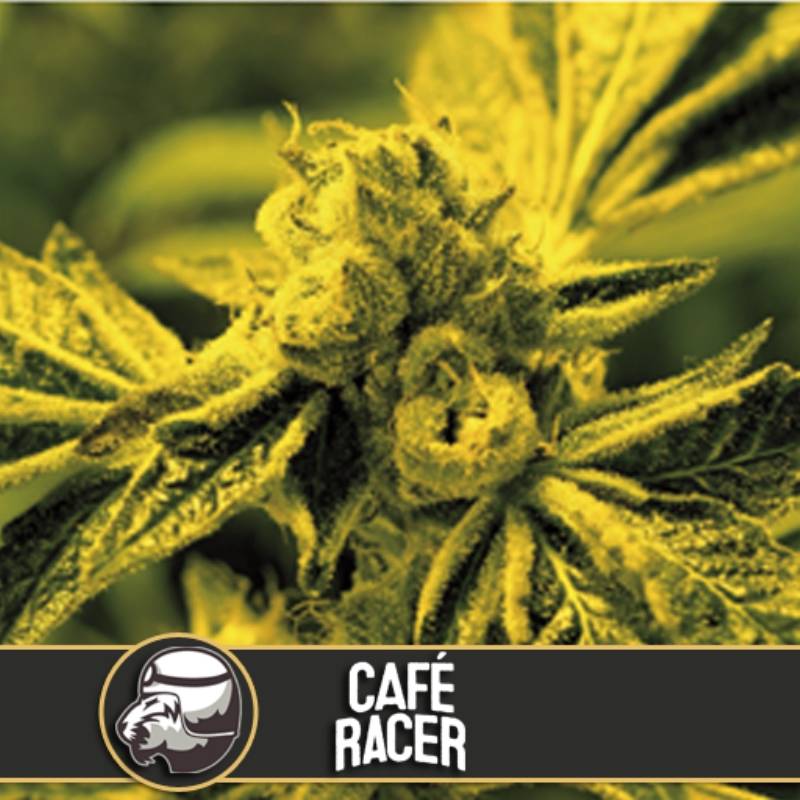 Cafe Racer Feminizada de Blimburn Seeds
