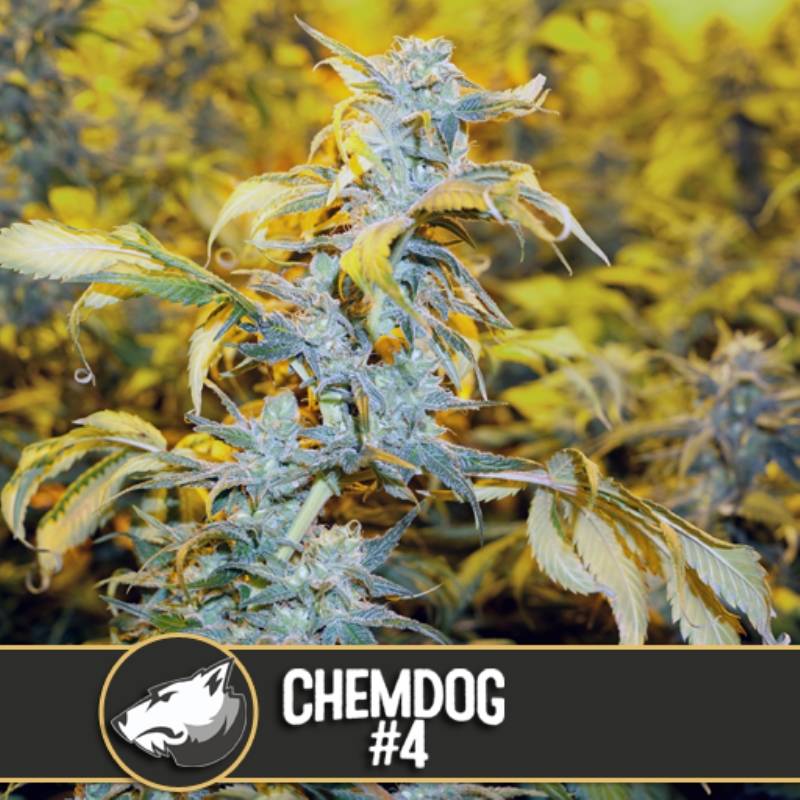 Chemdog 4 Feminizada de Blimburn Seeds