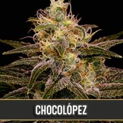 Chocolopez Feminizada