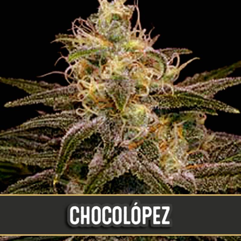 Chocolopez Feminizada de Blimburn Seeds