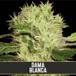 Dama Blanca Feminizada de Blimburn Seeds