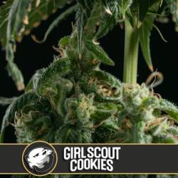 Girl Scout Cookies Feminizada