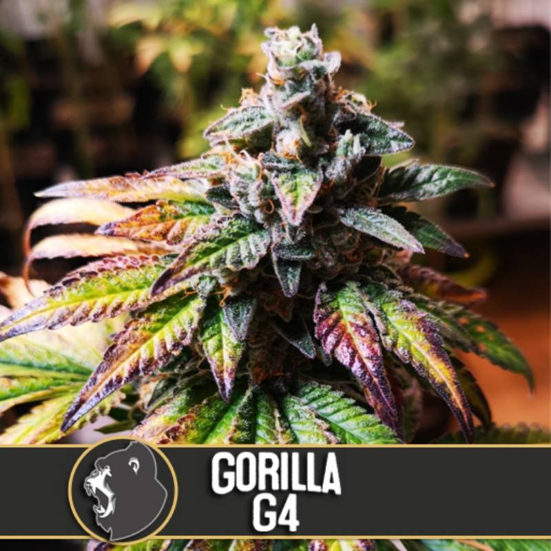 Gorilla G4 Feminizada de Blimburn Seeds