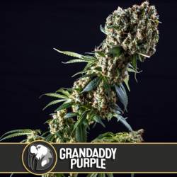 Grandaddy Purple Feminizada