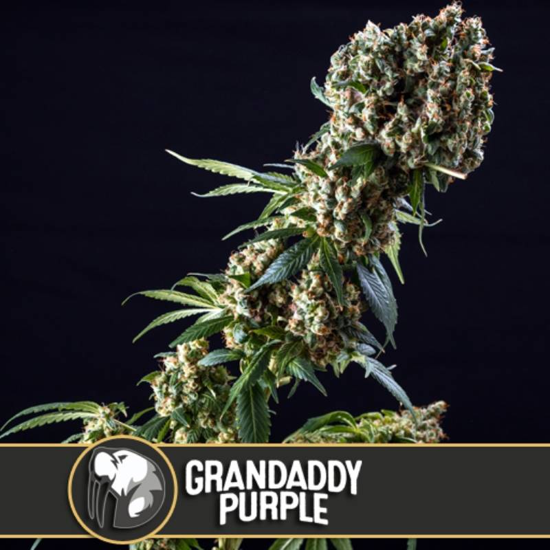 Grandaddy Purple Feminizada de Blimburn Seeds