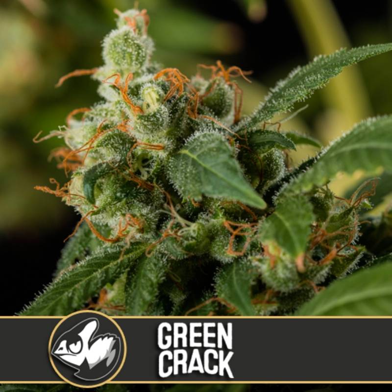Green Crack Feminizada de Blimburn Seeds