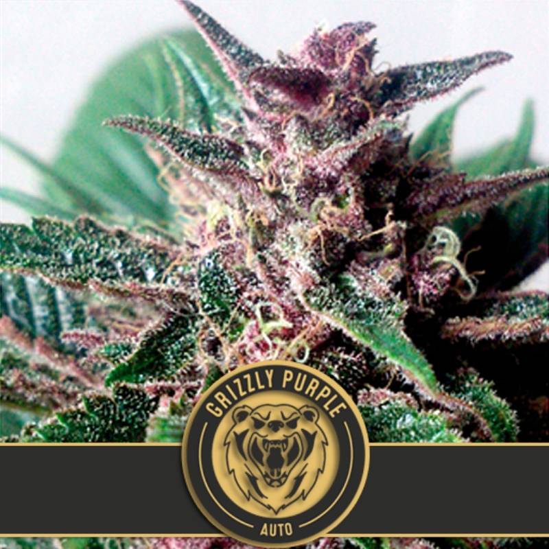 Grizzly Purple Autofloreciente de Blimburn Seeds