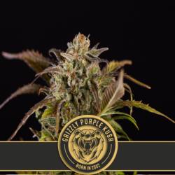 Grizzly Purple Kush Feminizada