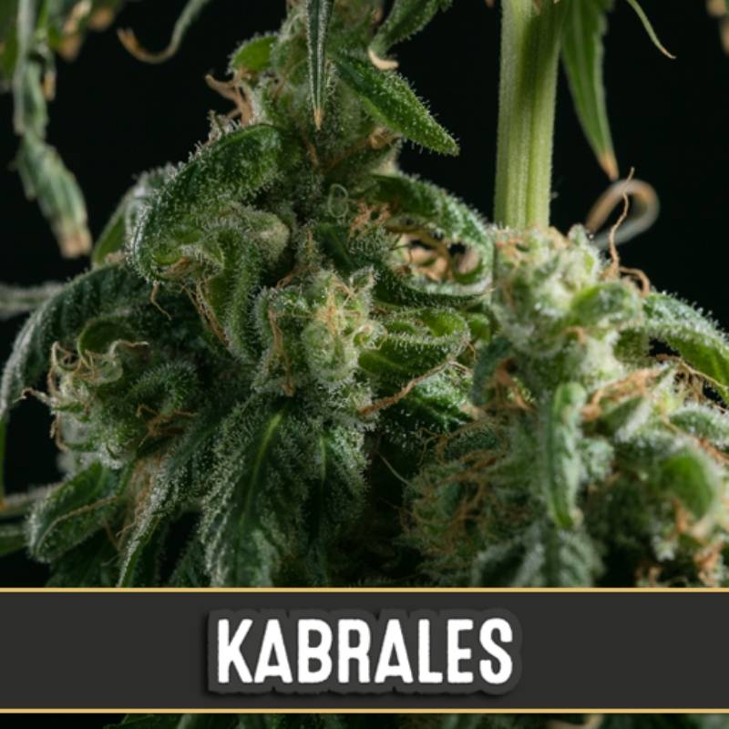 Kabrales de Blimburn Seeds