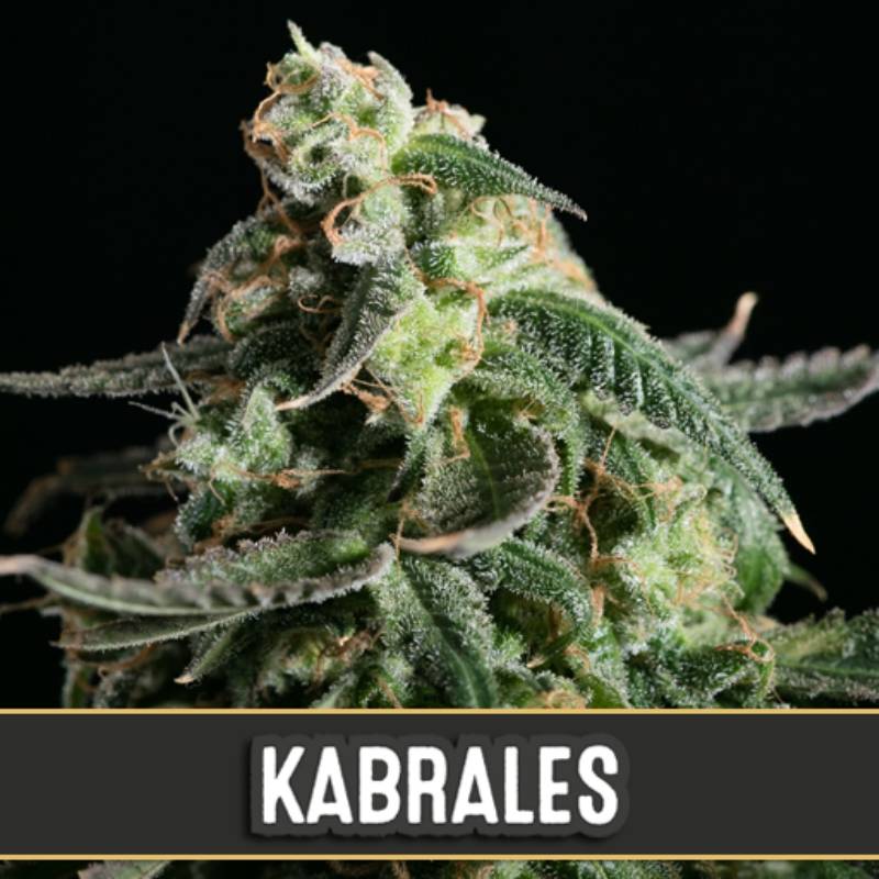 Kabrales Autofloreciente de Blimburn Seeds