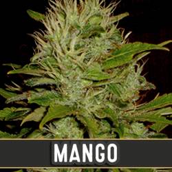 Mango Feminizada de Blimburn Seeds