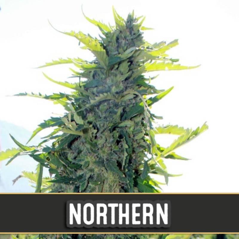 Northern Autofloreciente de Blimburn Seeds