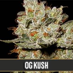 Og's Kush Feminizada de Blimburn Seeds