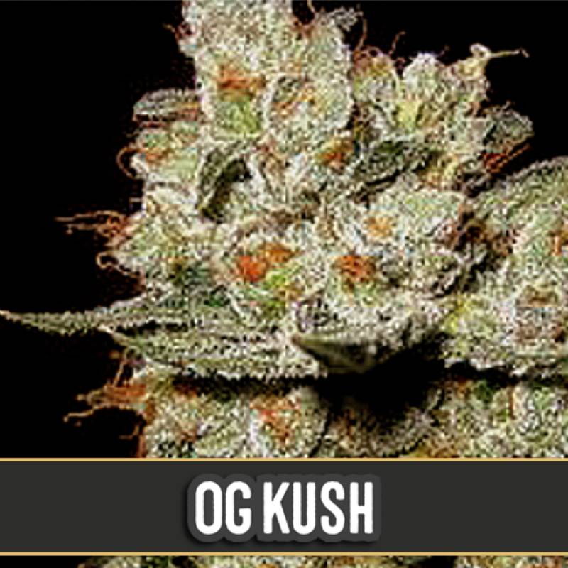 Og's Kush Feminizada de Blimburn Seeds