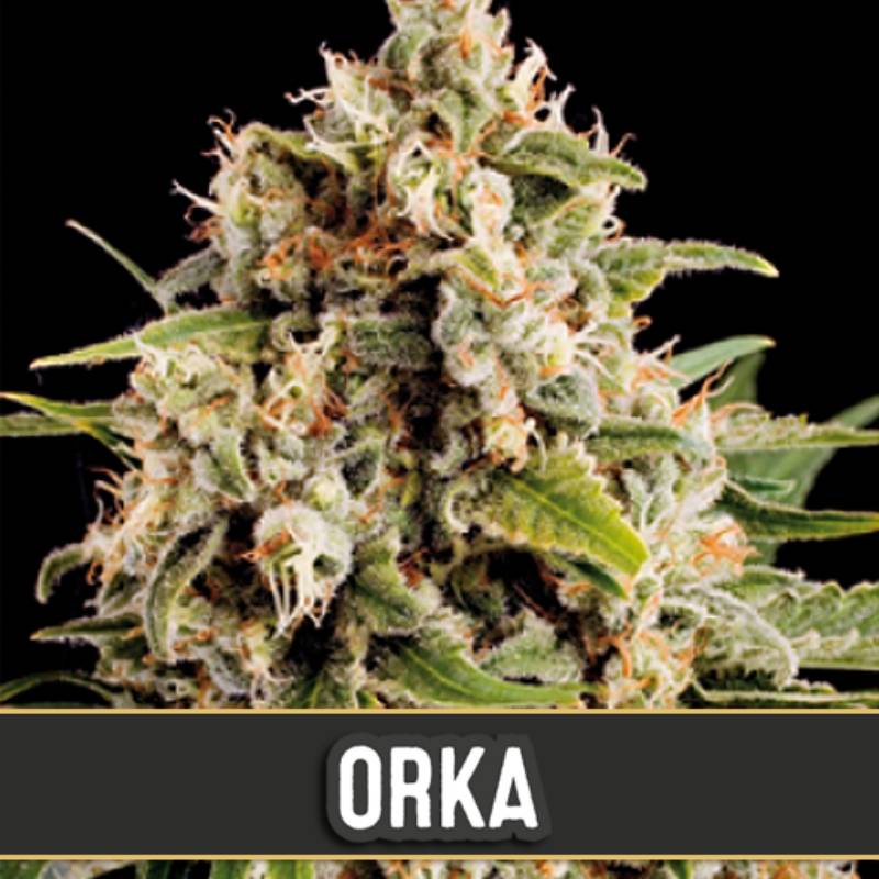 Orka de Blimburn Seeds