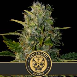 Santa Muerte Feminizada de Blimburn Seeds