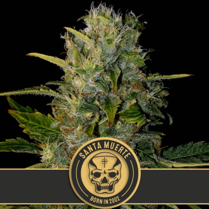 Santa Muerte Feminizada de Blimburn Seeds